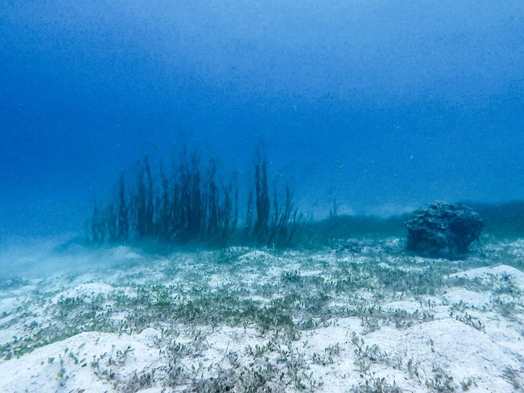 Underwater pic of the Kontiki Dive Resort Mactan